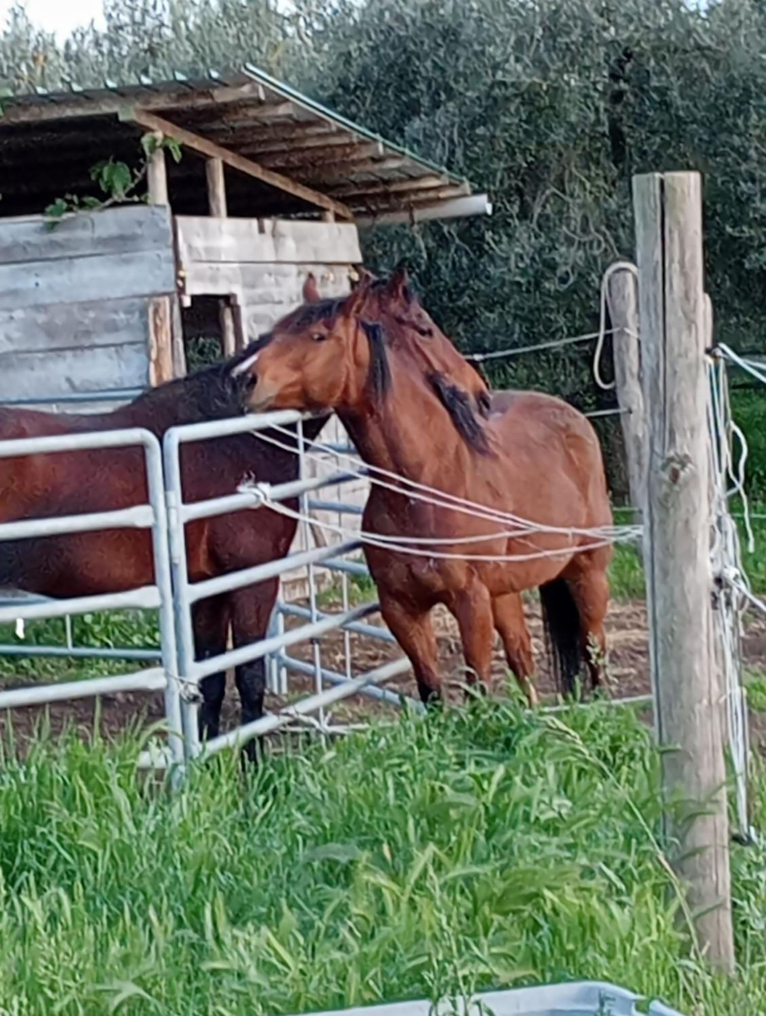 I Cavalleggeri Vila Castagneto Carducci Exterior foto